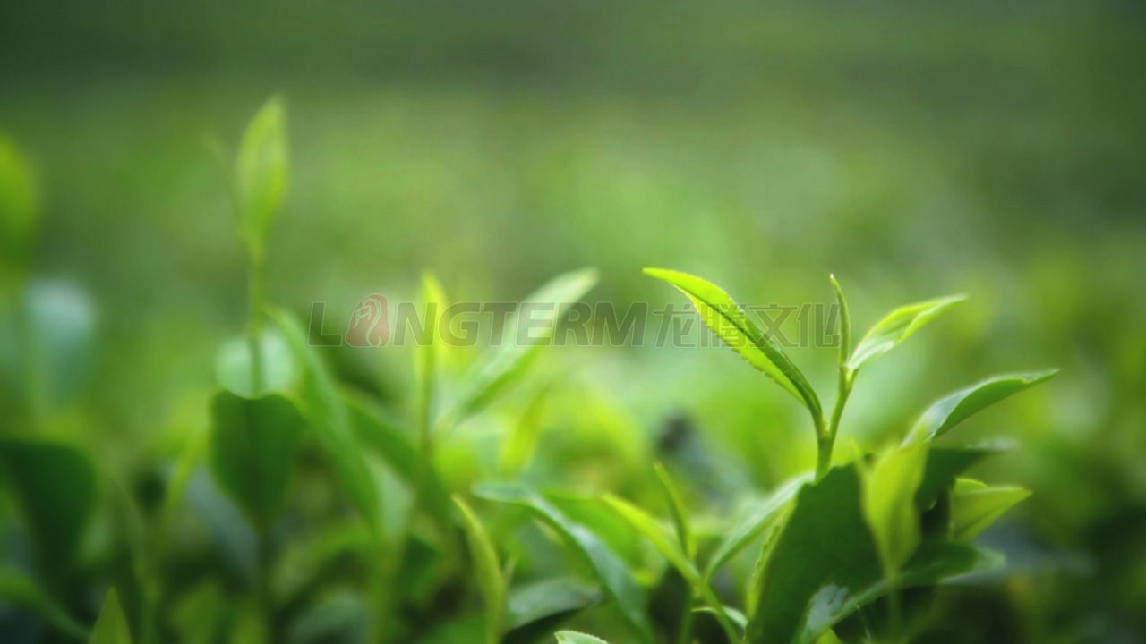 了翁茶廣告片_茶葉廣告片_成都茶葉公司宣傳片_茶葉形象宣傳廣告片拍攝制作公司 了翁茶廣告片_茶葉廣告片_成都茶葉公司宣傳片_茶葉形象宣傳廣告片拍攝制作公司