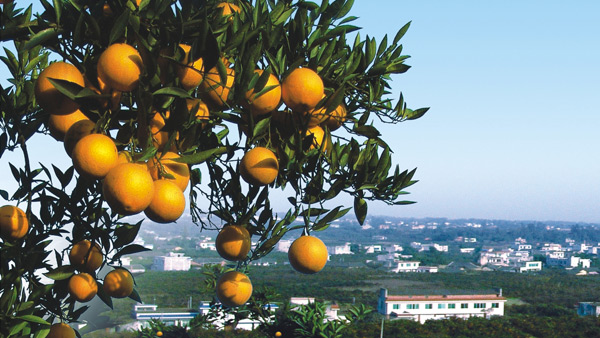 丹棱桔橙招商宣傳畫(huà)冊(cè)設(shè)計(jì)