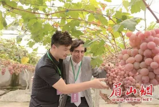 繽紛葡萄節(jié)，打響彭山旅游第一炮！