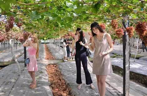 繽紛葡萄節(jié)，打響彭山旅游第一炮！