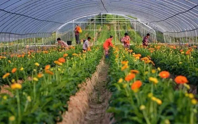 【城會(huì)玩】比鼓還要大的象棋見(jiàn)過(guò)沒(méi)？