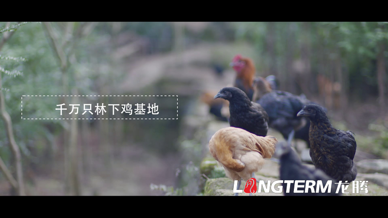 丹棱都市現(xiàn)代農(nóng)業(yè)視頻宣傳片拍攝制作 丹棱都市現(xiàn)代農(nóng)業(yè)視頻宣傳片拍攝制作