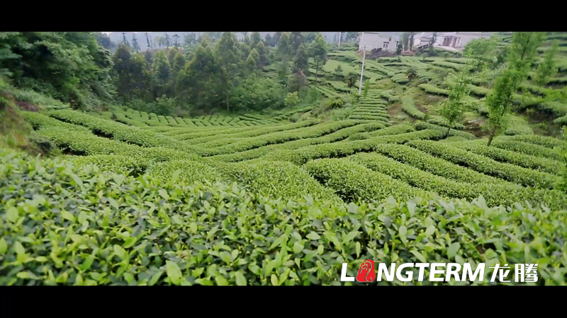 丹棱都市現(xiàn)代農(nóng)業(yè)視頻宣傳片拍攝制作 丹棱都市現(xiàn)代農(nóng)業(yè)視頻宣傳片拍攝制作