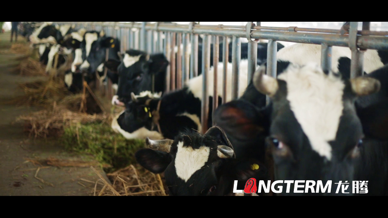 丹棱都市現(xiàn)代農(nóng)業(yè)視頻宣傳片拍攝制作 丹棱都市現(xiàn)代農(nóng)業(yè)視頻宣傳片拍攝制作