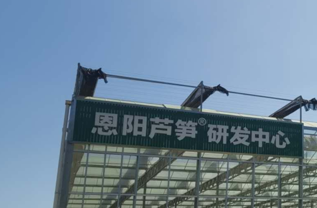 四川龍騰文化就“恩陽(yáng)蘆筍”項(xiàng)目進(jìn)行踩點(diǎn)