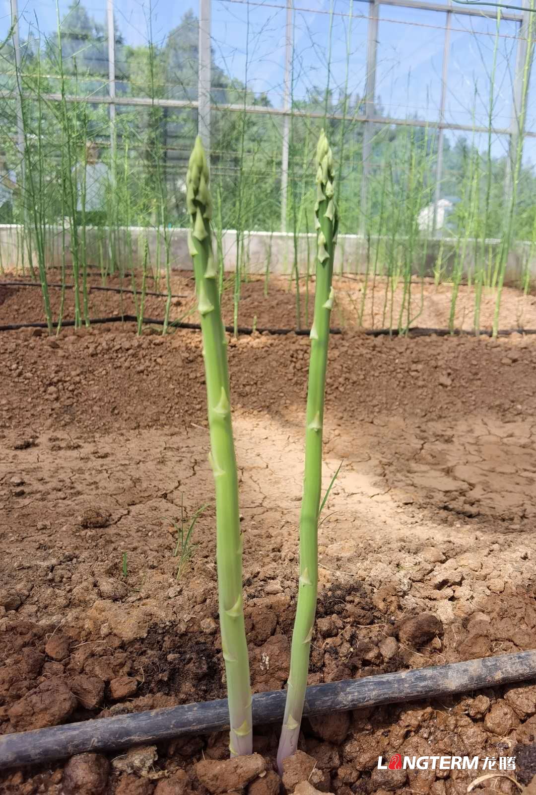 “恩陽蘆筍”項(xiàng)目踩點(diǎn)