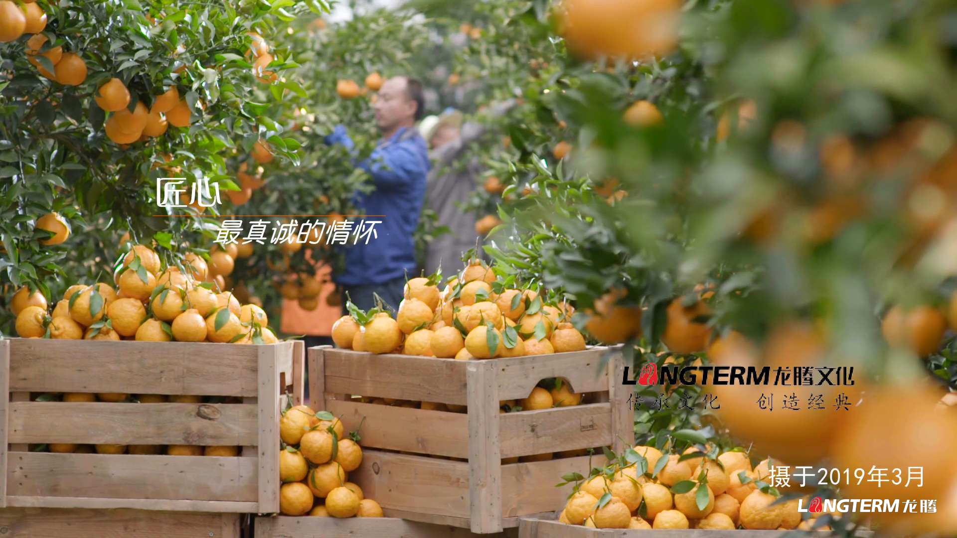 丹棱不知火2020版廣告 丹棱不知火2020版廣告