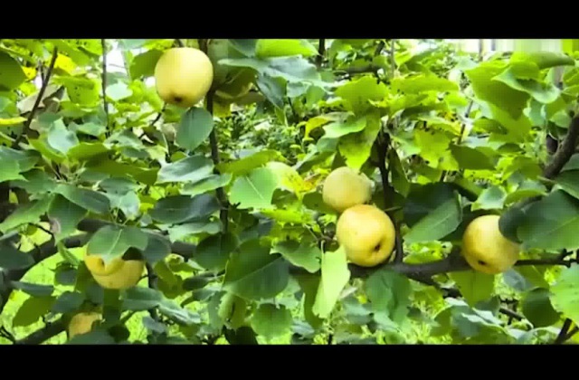 如何拍攝和制作產(chǎn)品宣傳視頻？