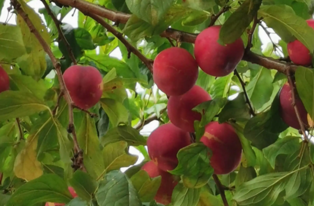 阿壩茂縣李子蘋果省星級現代農業(yè)園區(qū)宣傳片拍攝項目說明