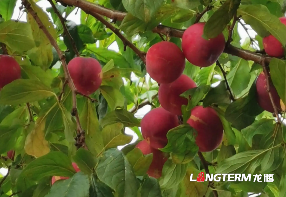 阿壩茂縣李子蘋果省星級現代農業(yè)園區(qū)宣傳片拍攝項目說明