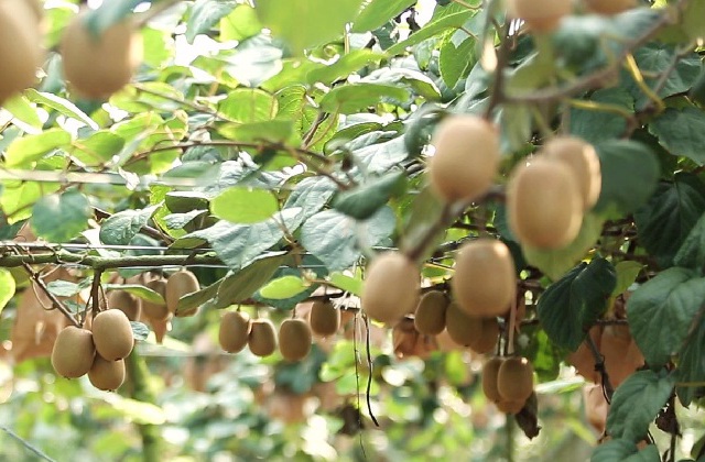 達州提質(zhì)培優(yōu)典型案例宣傳片拍攝什么是重點