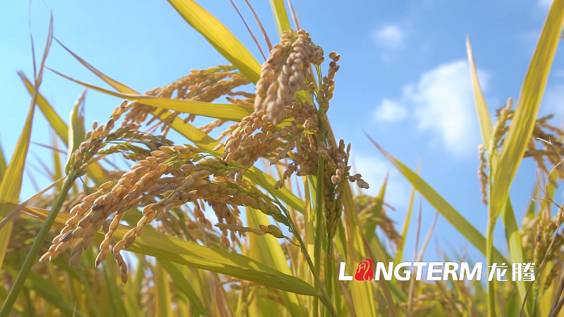 達(dá)州提質(zhì)培優(yōu)典型案例宣傳片拍攝什么是重點(diǎn) 達(dá)州提質(zhì)培優(yōu)典型案例宣傳片拍攝什么是重點(diǎn)