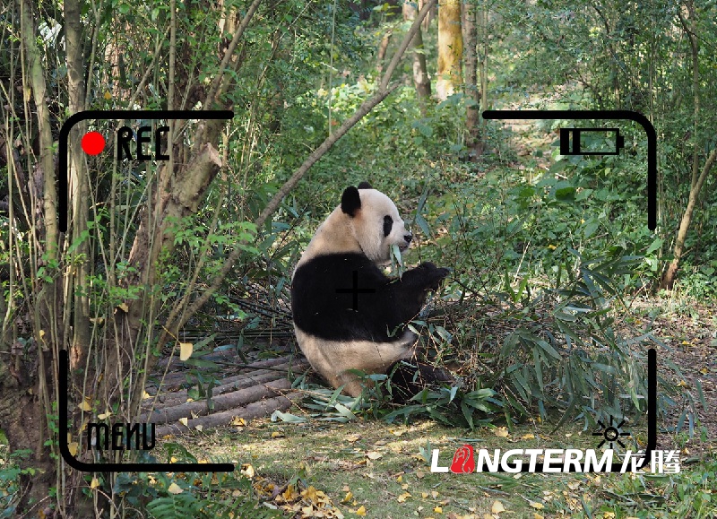 錄制成都市生物多樣性 (野生動(dòng)植物 )保護(hù)宣傳片項(xiàng)目 錄制成都市生物多樣性 (野生動(dòng)植物 )保護(hù)宣傳片項(xiàng)目